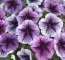 Петунія Fortunia Purple Vein фото
