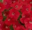 Петунія Fortunia Red фото