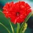 Амариліс Red Peacock фото