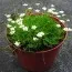 Моховинка Green Moss фото