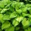 Хоста Guacemole фото