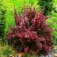 Барбарис Atropurpurea фото