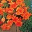 Бегонія Pendula Cascade Orange фото
