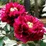 Півонія Black Dragon Holds a Splendid Flower Wu Long Peng Sheng деревовидна фото