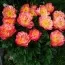 Півонія Pink Hawaiian Coral фото