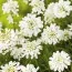 Іберіс Snowflake фото