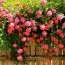 Троянда Pink Ocean фото