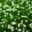 Моховинка Green Moss фото