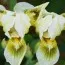 Ірис Greenspot фото
