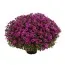 Хризантема Araxa Purple фото