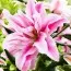 Лілія Roselily Fabiola Double Star фото