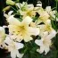 Лілія Pearl White фото