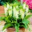 Еукоміс Autumnalis фото