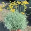 Талл Каррі (Helichrysum angustifolia Tall Curry) фото
