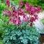 Дицентра formosa Luxuriant фото