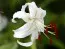 Лілія Speciosum Album фото