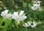 Лілія Speciosum Album фото