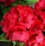 Рододендрон Red Jack фото