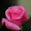 Троянда Pink Ocean фото