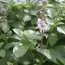 Базилік кущовий Magic White фото