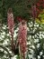 Еукоміс Sparkling Burgundy фото
