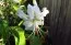 Лілія Speciosum Album фото