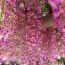 Вістерія (гліцинія) рясноквітуча Rosea фото