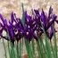 Ірис reticulata Purple Gem фото