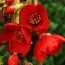 Хеномелес Red Joy фото
