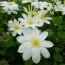 Клематіс Wada's Primrose фото