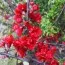 Хеномелес Red Joy фото
