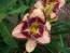 Лілейник Spacecoast Picotee Prince фото