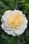 Троянда Crocus Rose фото