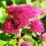Седум Munstead Dark Red фото