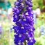 Дельфініум Magic Fountains Dark Blue White Bee фото