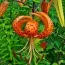 Набір лілій Lancifolium Splendens фото