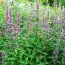 Лофант Purple Haze фото