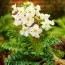 Інкарвілея Snowtop фото