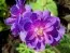 Герань Plenum Violaceum фото