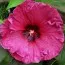 Гібіскус садовий Plum Crazy фото