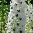 Дельфініум Magic Fountain White Dark Bee фото