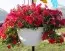 Петунія Fortunia Red фото