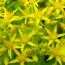 Седум Selskianum фото