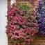Сурфінія Trailing Pink фото