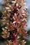 Еукоміс Sparkling Burgundy фото
