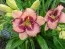 Лілейник Spacecoast Picotee Prince фото