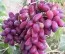 Виноград Родзинка фото