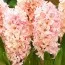 Гіацинт Apricot Passion фото