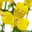 Альстромерія Garden Jewel Yellow фото