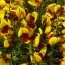 Рокитник Andreanus фото